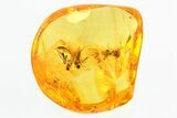 Four Fossil Dagger Flies, an Ant, and a Fungus Gnat In Baltic Amber #296961-2